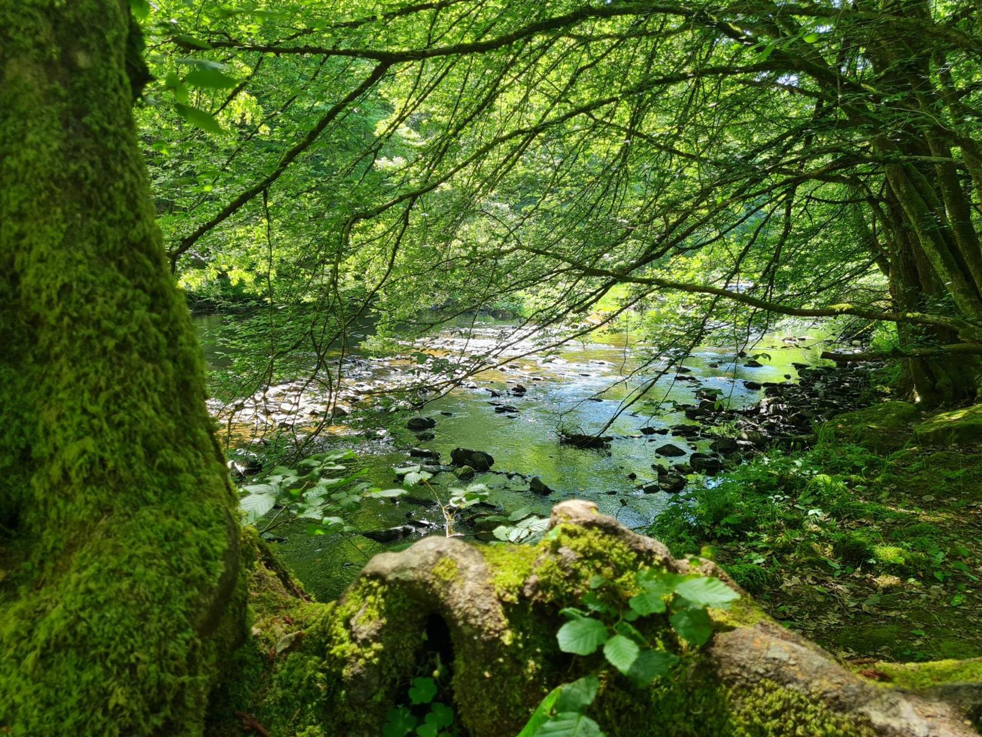 Ferienhaus Droefter Blick Monschau Exterior foto